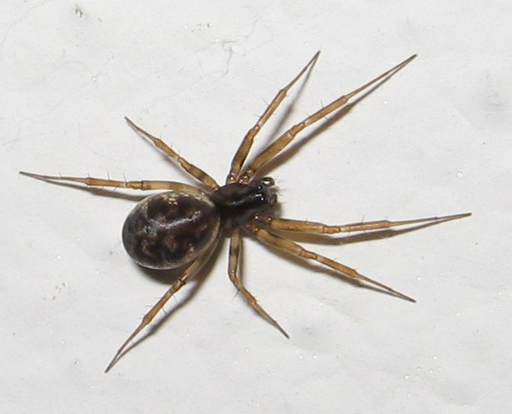 Neriene clathrata?